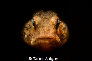 Snooted sand goby portrait by Taner Atilgan 